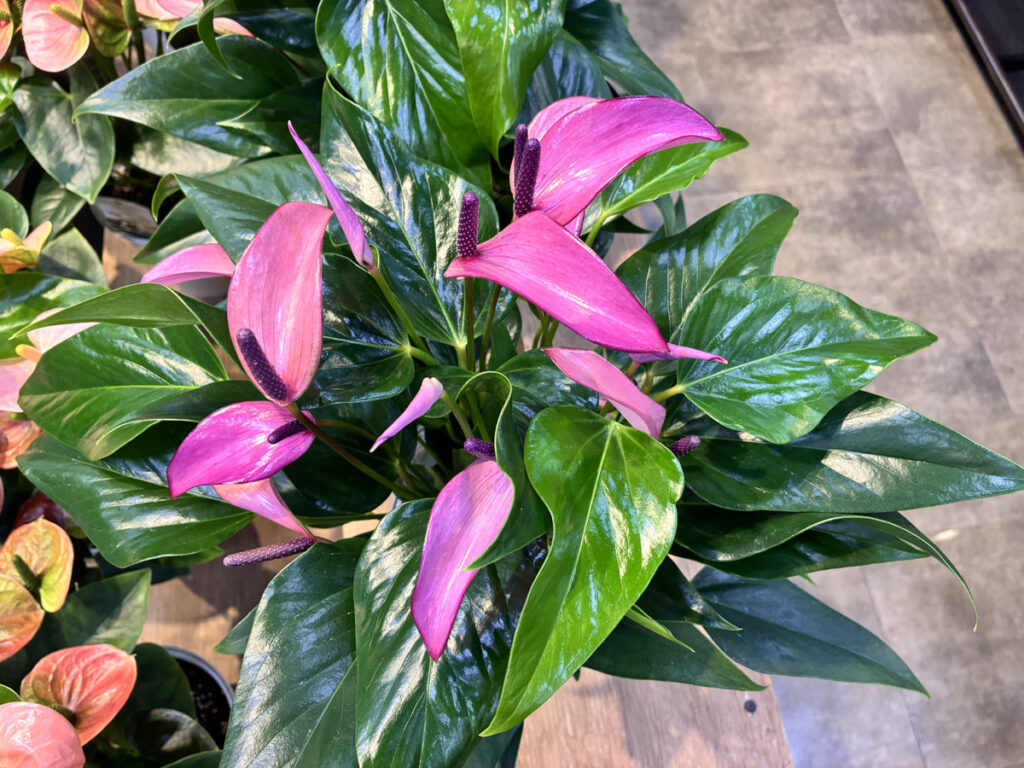 アンスリウムパープル