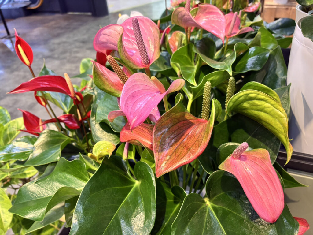 アンスリウムピンク