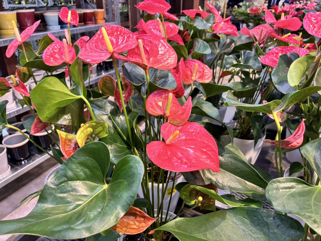 アンスリウムレッド