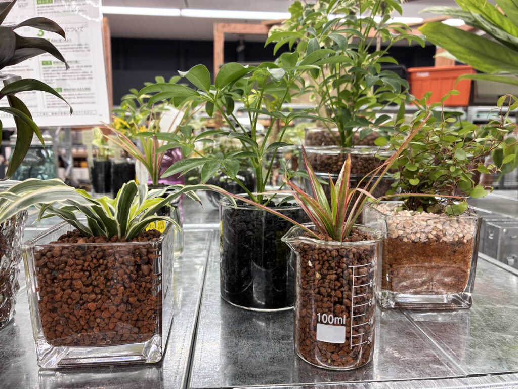 ハイドロカルチャー