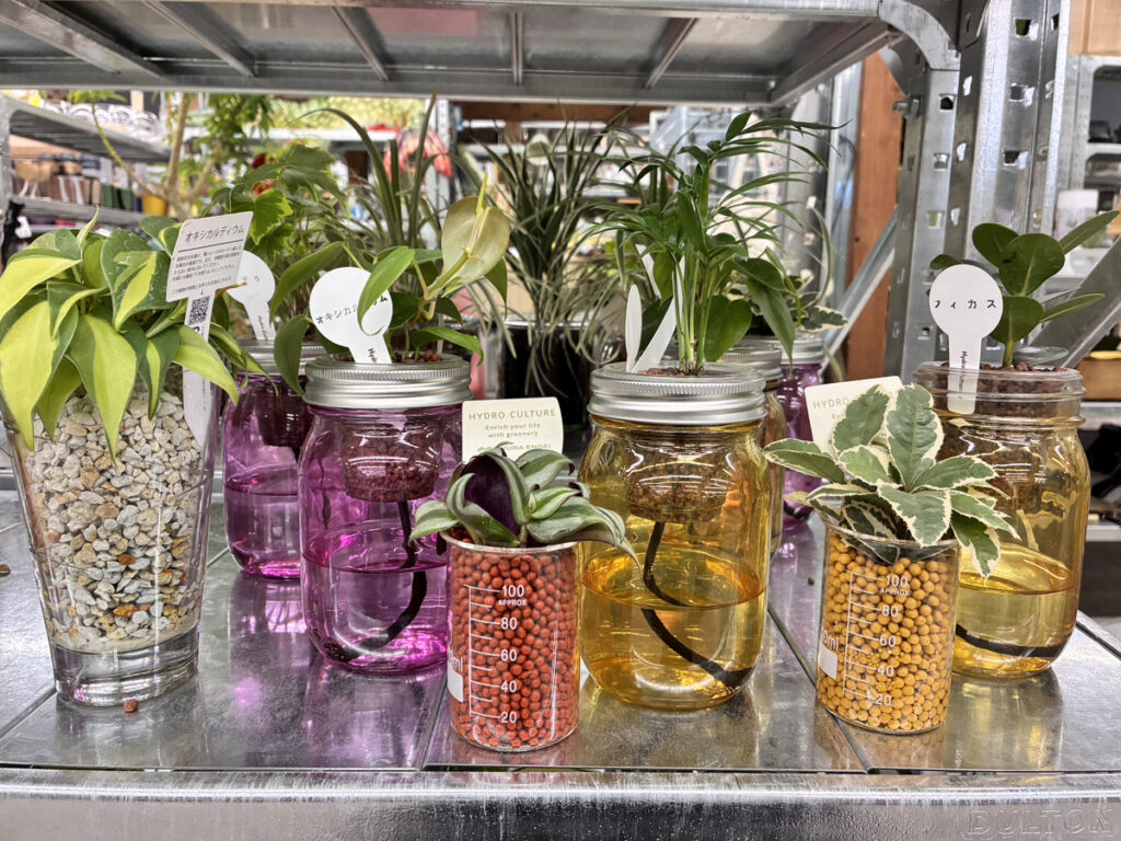 ハイドロカルチャー