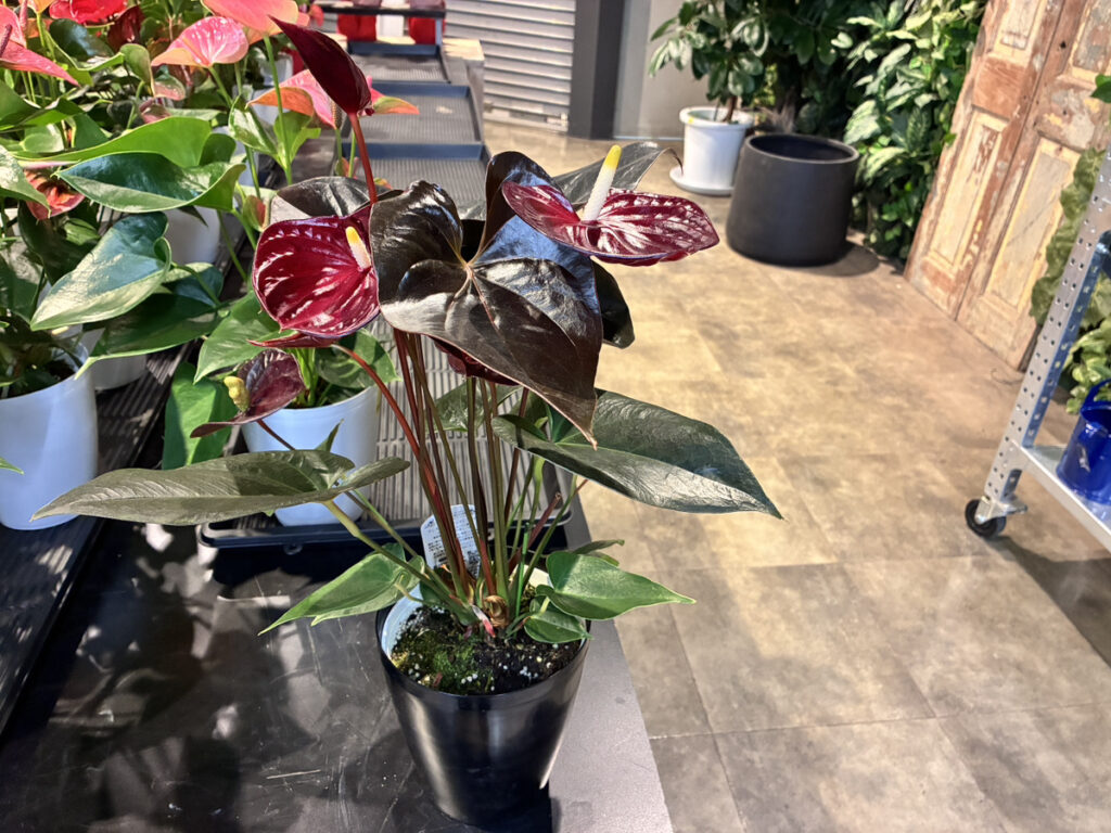 葉っぱもダークカラーのアンスリウム