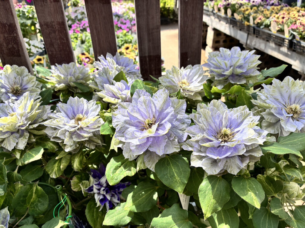 クレマチス八重