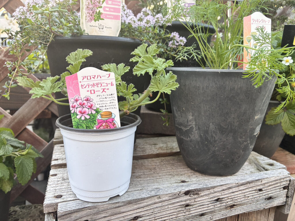 センテッドゼラニウム