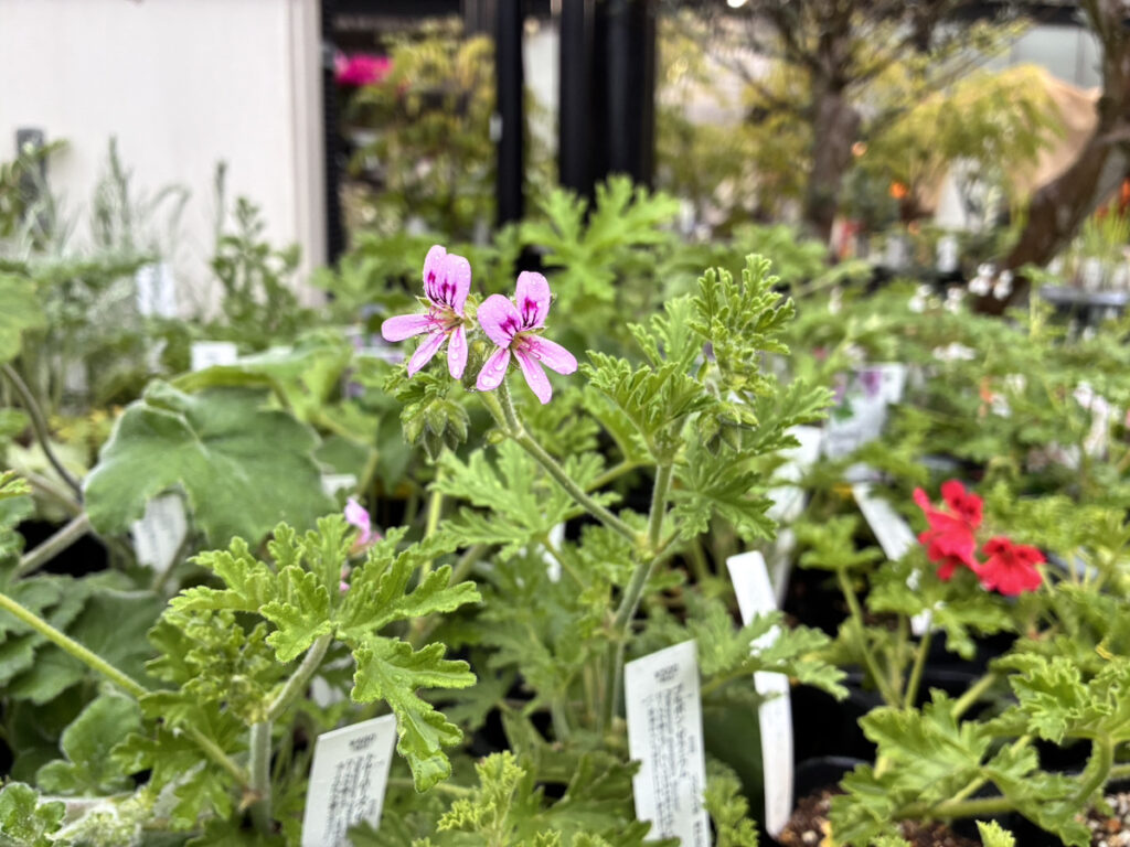 センテッドゼラニウムの花