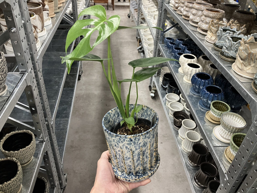 ?オザキフラワーパークで植物 × 鉢を合わせる | オザキフラワーパーク 