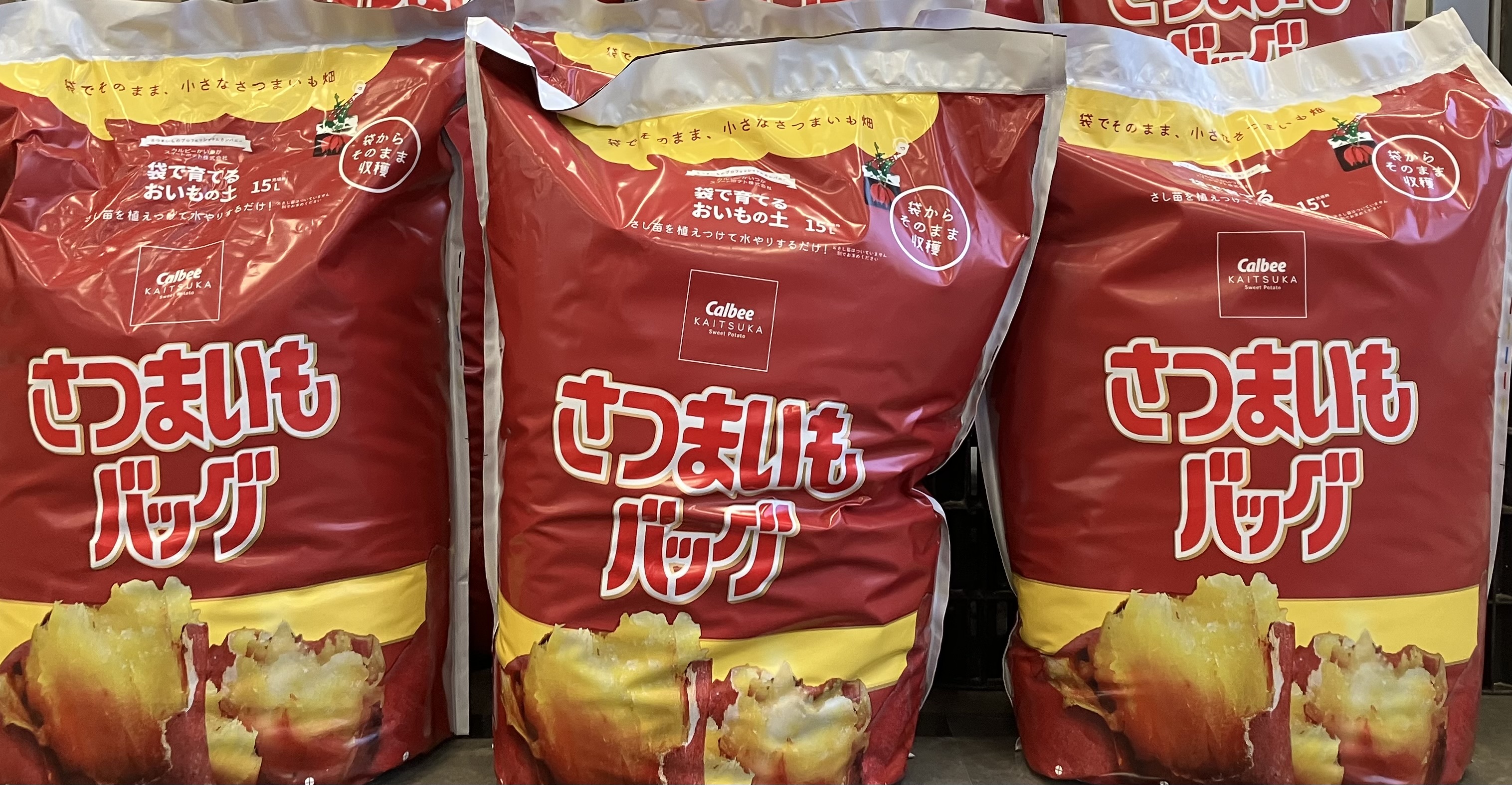 今年は おうちで おいもほり！｜さつまいもバッグで栽培に挑戦